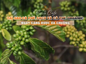 Tại sao cà phê sạch và cà phê organic được ưa chuộng