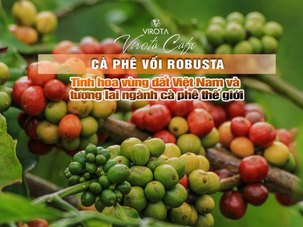 Cà phê vối (Robusta): tinh hoa vùng đất Việt Nam và tương lai ngành cà phê thế giới