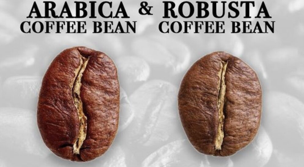 Phân biệt Robusta & Arabica