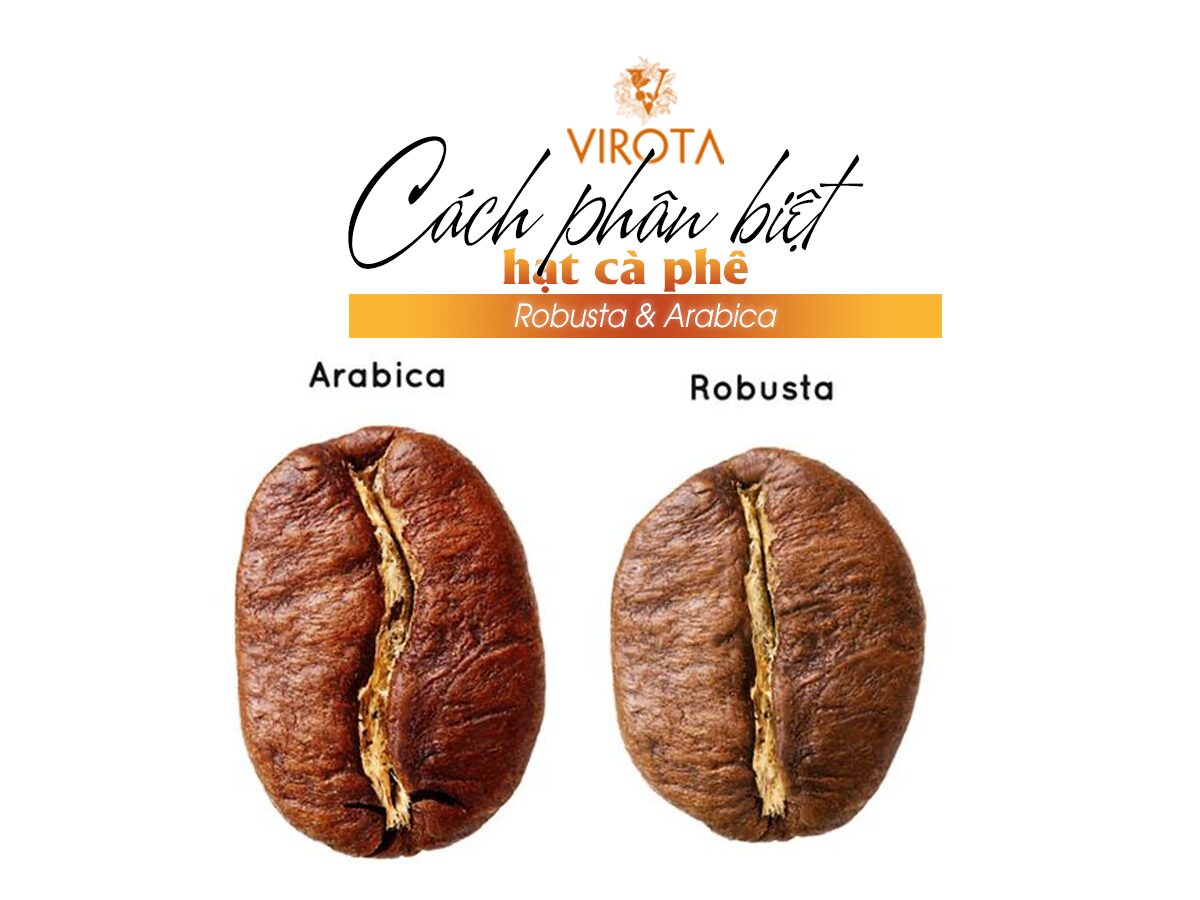 Cách phân biệt Robusta và Arabica