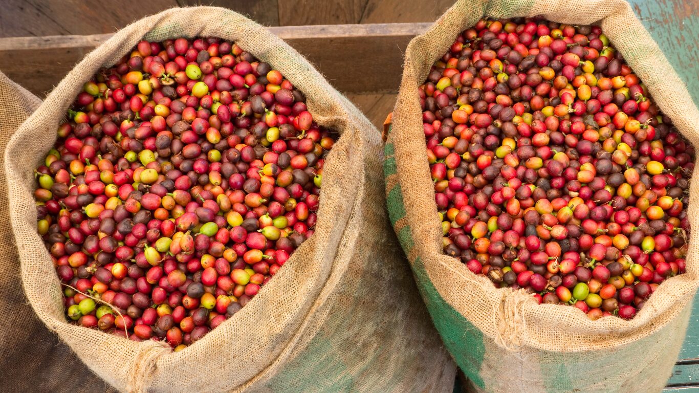 Virota Cafe | Làm thế nào để xuất khẩu cà phê từ Việt Nam | Export Coffee from Vietnam