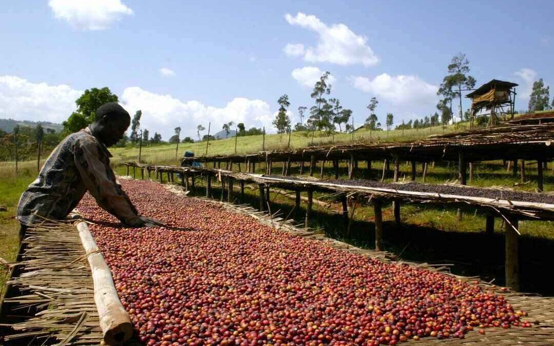Virota Cafe | Cà phê chế biến khô | Natural process - Dry coffee process