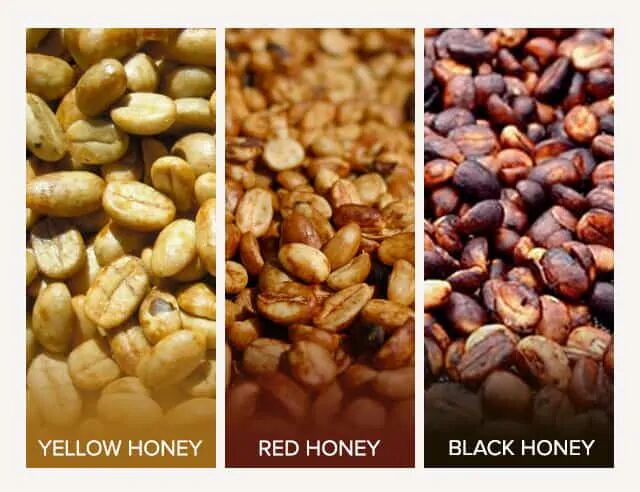 Virota Cafe| Chế biến bán ướt cà phê | Chế biến mật ong| Honey process | Semi-washed process