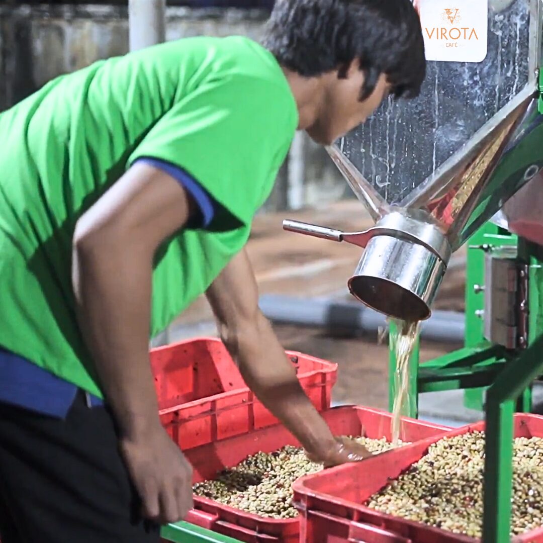 Virota Cafe | Phương pháp chế biến ướt cà phê | Wet Process - Washed Process