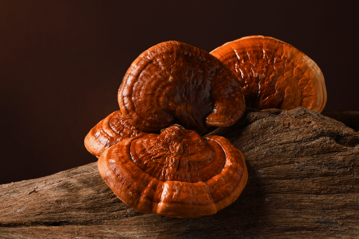 Virota Cafe | Gia công cà phê hòa tan linh chi | Gia công cà phê linh chi | OEM cà phê linh chi | OEM Production of Reishi Mushroom Coffee