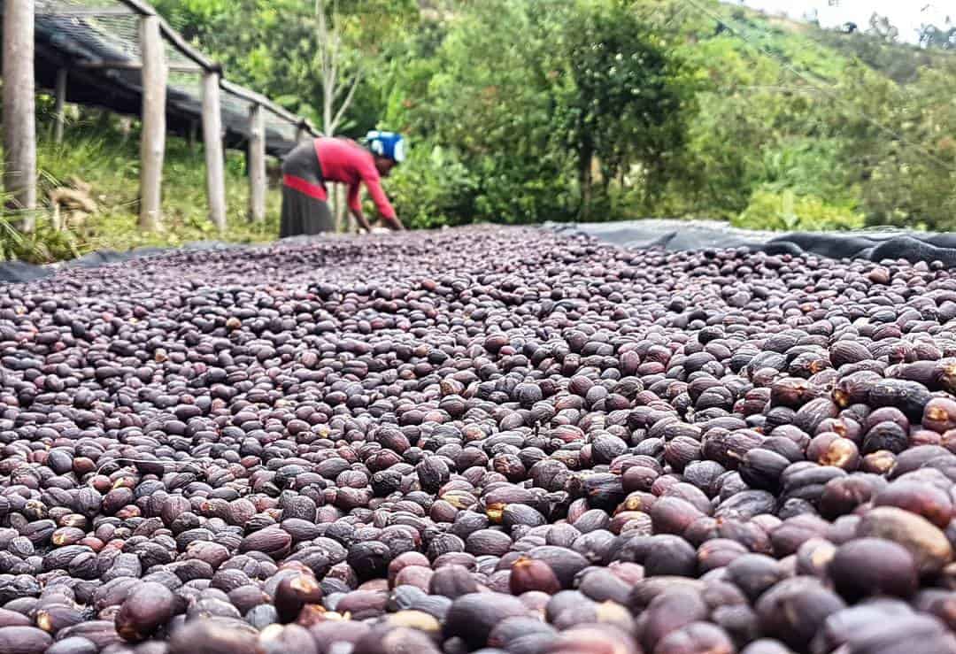 Virota Cafe | Cà phê chế biến khô | Natural process - Dry coffee process