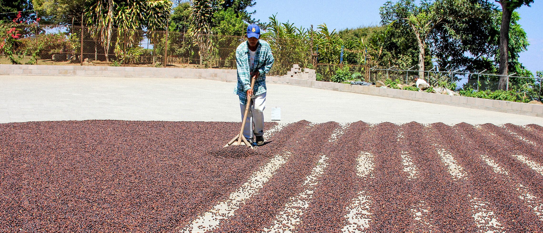 Virota Cafe | Cà phê chế biến khô | Natural process - Dry coffee process